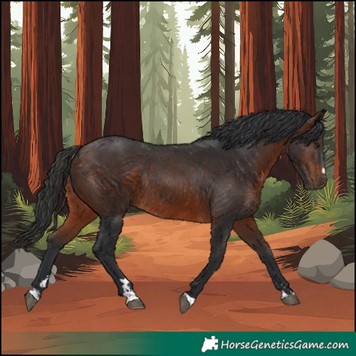 Horse Color:Brown Rabicano