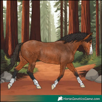 Horse Color:Bay Rabicano