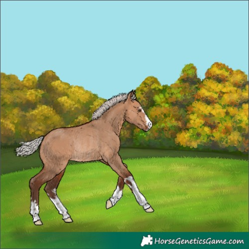 Horse Color:Silver Bay Dun Rabicano 