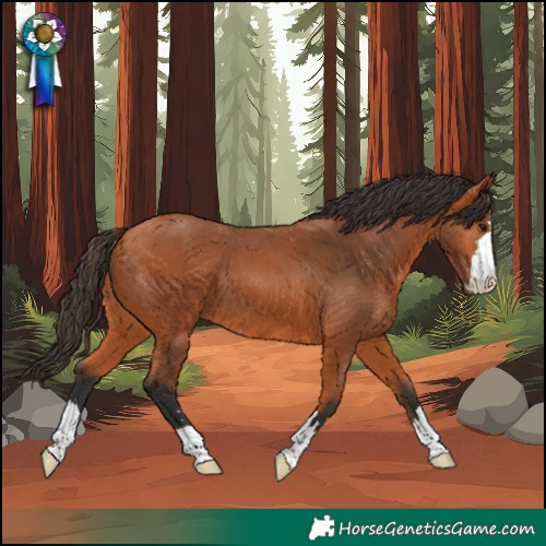 Horse Color:Bay 