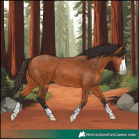 Horse Color:Bay 