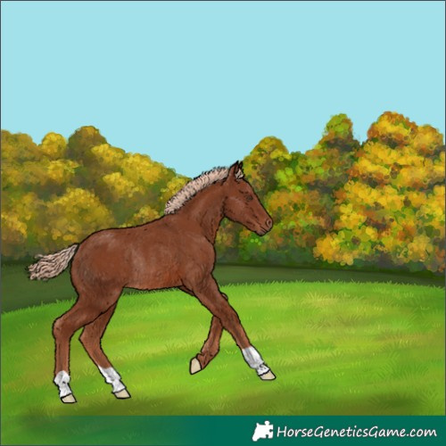 Horse Color:Unknown 