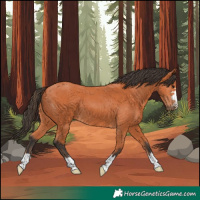 Horse Color:Bay 
