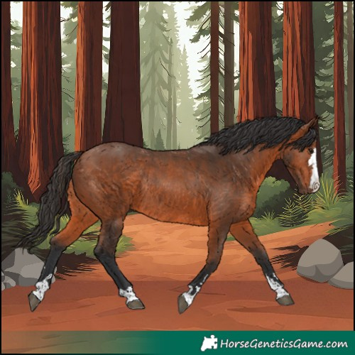 Horse Color:Bay Rabicano
