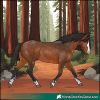 Horse Color:Bay Rabicano 