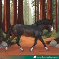 Horse Color:Bay Rabicano 