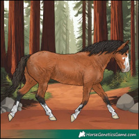 Horse Color:Bay 