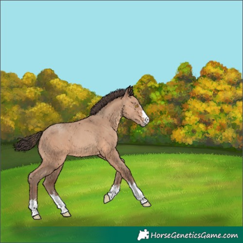 Horse Color:Unknown 