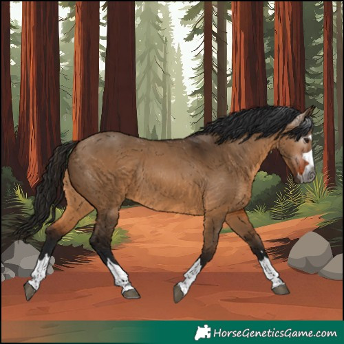 Horse Color:Gray Bay Dun Rabicano