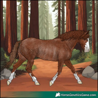 Horse Color:Chestnut Rabicano