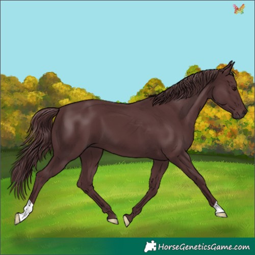 Horse Color:Chocolate Black Chinchilla 