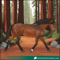 Horse Color:Bay 