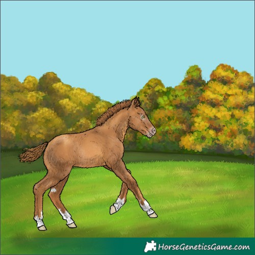 Horse Color:Unknown 