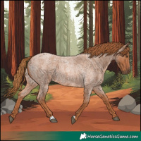 Horse Color:Red Roan 