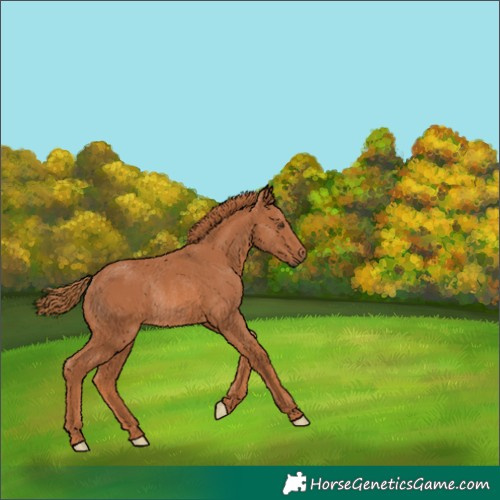 Horse Color:Unknown 
