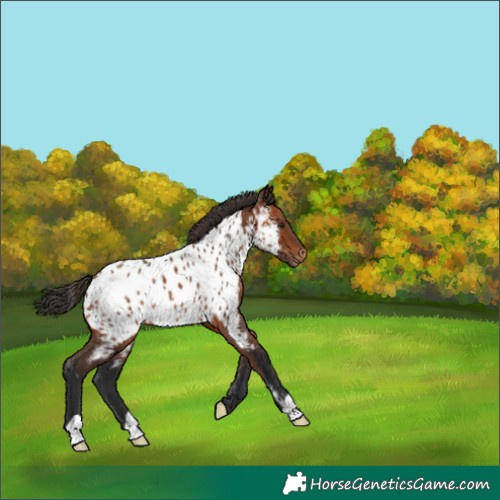 Horse Color:Unknown 