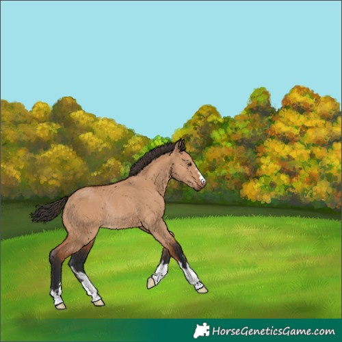 Horse Color:Bay Dun Rabicano 
