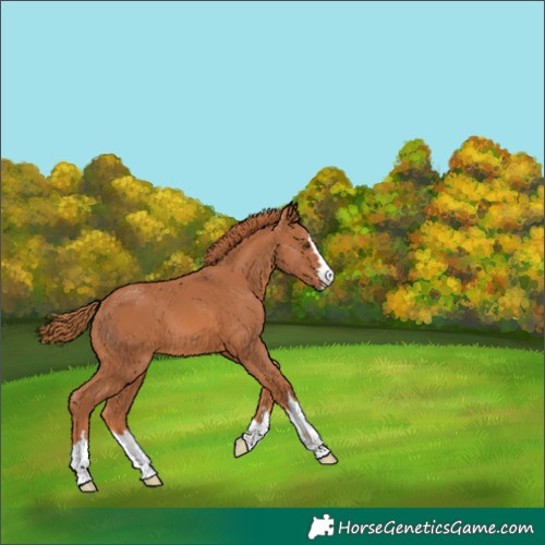 Horse Color:Unknown 