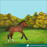 Horse Color:Bay Rabicano 