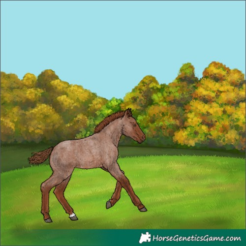 Horse Color:Unknown 