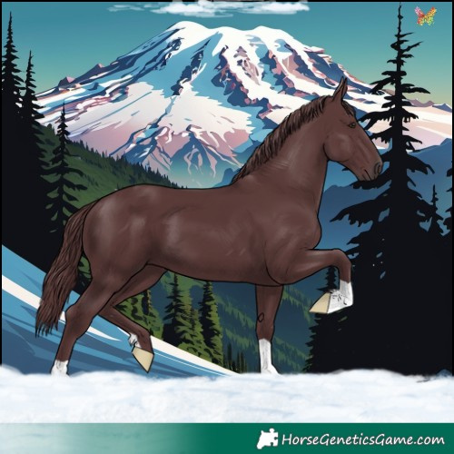 Horse Color:Chocolate Black Chinchilla 
