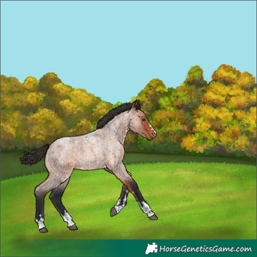 Horse Color:Bay Roan 