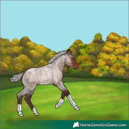 Horse Color:Unknown 