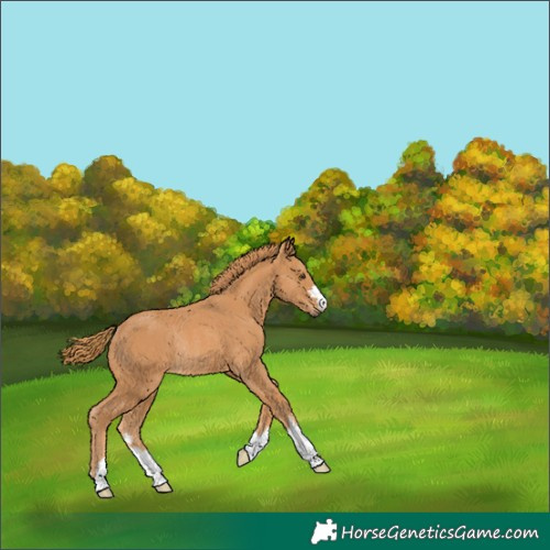 Horse Color:Chestnut Rabicano 