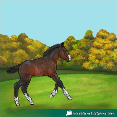 Horse Color:Unknown 