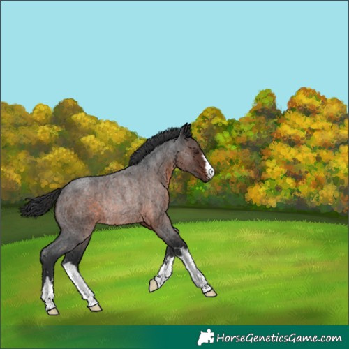 Horse Color:Unknown 