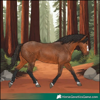 Horse Color:Bay 