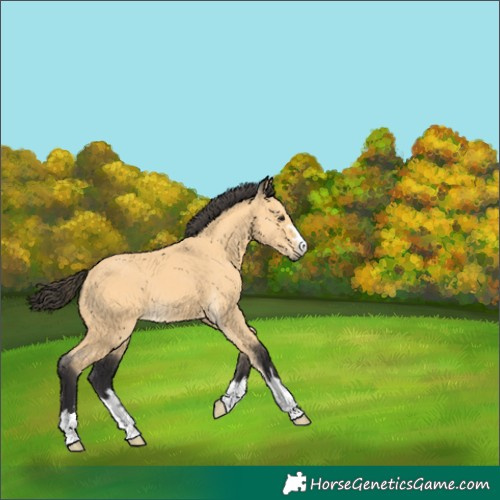 Horse Color:Buckskin 