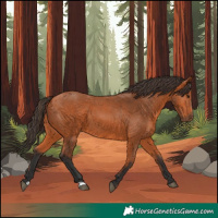 Horse Color:Bay 