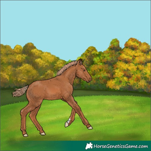 Horse Color:Chestnut 