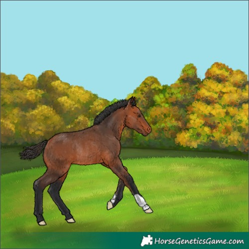 Horse Color:Unknown 