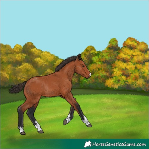 Horse Color:Bay Rabicano 