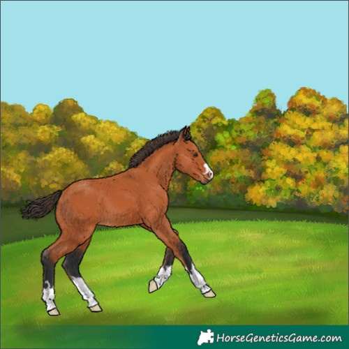Horse Color:Unknown 