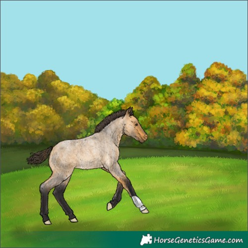 Horse Color:Unknown 