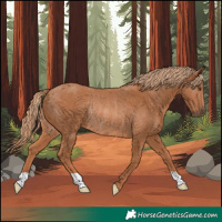 Horse Color:Chestnut Rabicano 