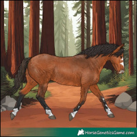 Horse Color:Bay Rabicano 