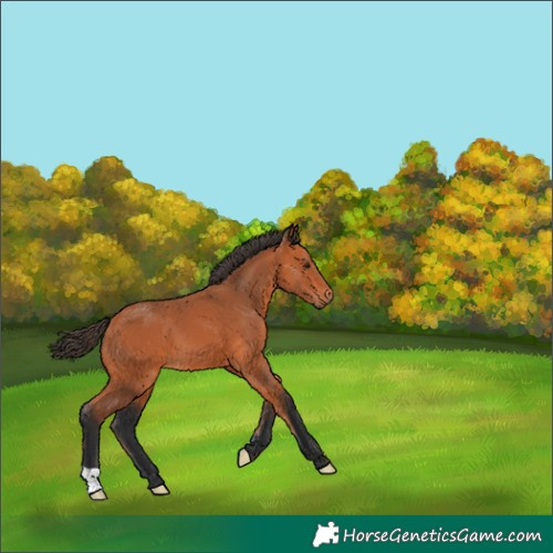 Horse Color:Unknown 