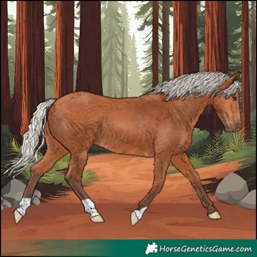 Horse Color:Silver Bay 