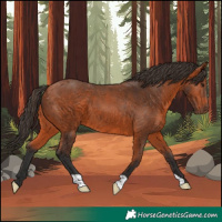 Horse Color:Bay 
