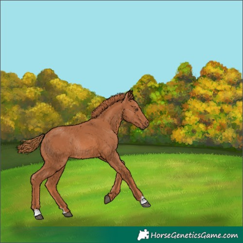 Horse Color:Chestnut Rabicano 