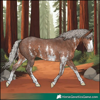 Horse Color:Silver Brown Sabino Rabicano 