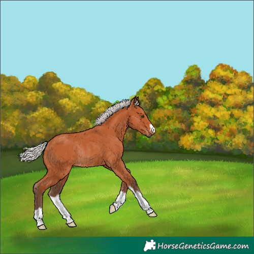 Horse Color:Silver Bay Rabicano 