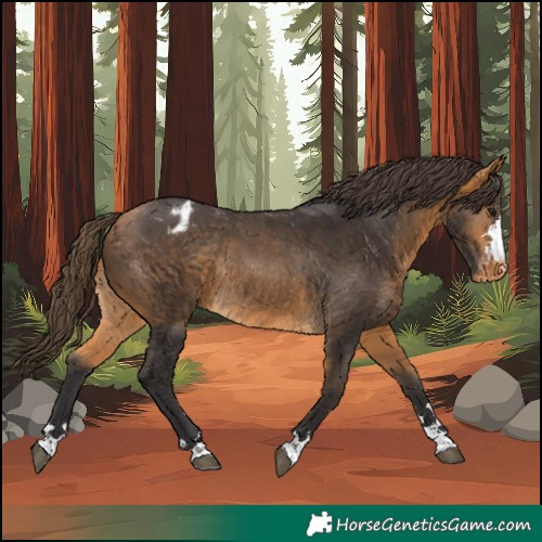 Horse Color:Buckskin Appaloosa Rabicano 