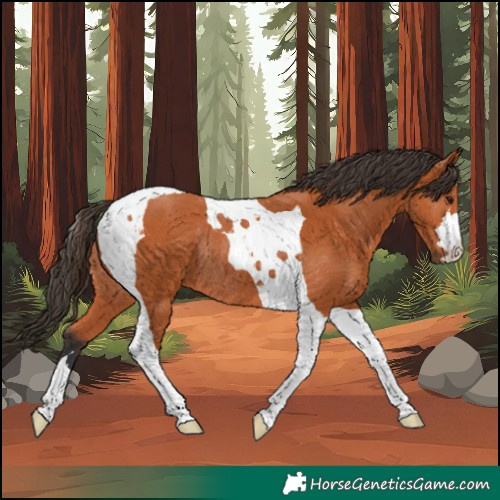 Horse Color:Bay Tobiano Rabicano 