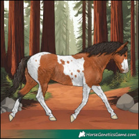 Horse Color:Bay Tobiano Rabicano 