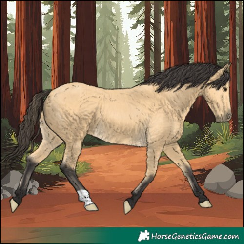 Horse Color:Buckskin 